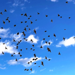 freetoedit lookup photography urban city birds flockofbirds flying clouds sky backgrounds