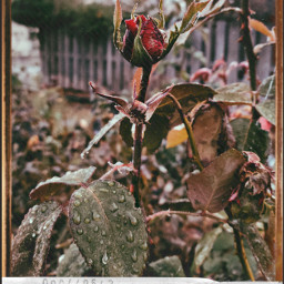 rain rose beauty freetoedit