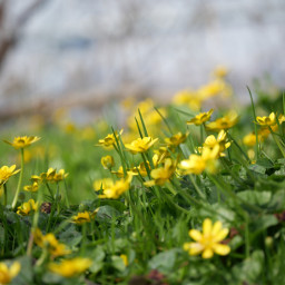 freetoedit nature beauty mood yellow spring seasonal flowers yellowflower primavera april outdoors outdoorsy