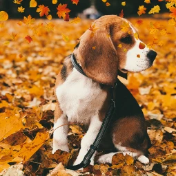 freetoedit nature doggy pup beagle petsandanimals falling leaves autumnleaves srcfallingautumnleaves fallingautumnleaves