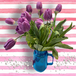 freetoedit flowers tulips spring floral