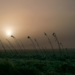 morning fog foggy sunrise myphoto mypic landscape mystical freetoedit