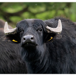 waterbuffalo natureinberlin animalphotography amazingnature freetoedit