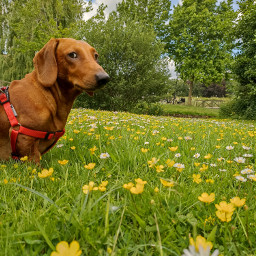 mydog myphoto walkingthedog walkingthepark green flowers nofilter