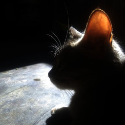 animal cats indoors dark shadow petsandanimals silhouette ears freetoedit