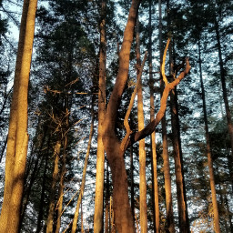 nature scenery tree woods goldenhour madrone forest lookingup freetoedit