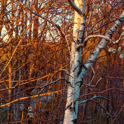 nature tree outdoor outside photography picsartchallenge goldenhours beauty pcgoldenhourbeauty goldenhourbeauty
