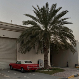 freetoedit palmtree palm outdoor outside car retrocar