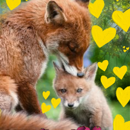 nature fox animal freetoedit srcyellowheartsoverlay yellowheartsoverlay