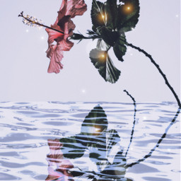 freetoedit flower reflection sparkle rose water gold light