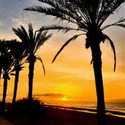 freetoedit remixit remixme landscape nature sunset palms makemefamous makeawesome sun picsart