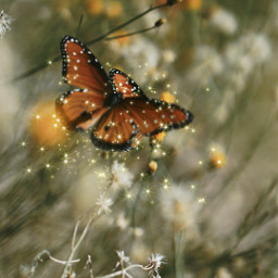 butterflies edit nature photography sparke beautyallaroundus freetoedit