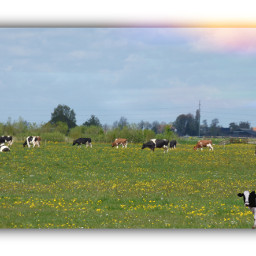 photography myphoto landscape cows animals grass sky freetoedit