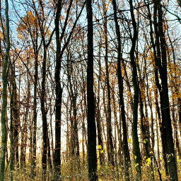 freetoedit autumn trees leaves forest november