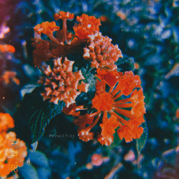 freetoedit flower flowers orange orangeflowers orangflower myclick photography myphotography myphoto click