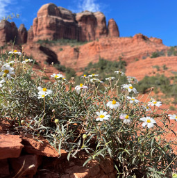 freetoedit mountain outdoors outside nature flowers whiteflowers redrocks sedona cathedralrock hike wildflowers sky scenic mountains view landscape