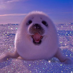 freetoedit cute babyseal animal seal snow sparkle glitter sparkles glittery kirakira