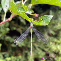 freetoedit dragonfly nature outdoors plant garden macro leaves daylight green photography orient_arts picsart