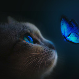 freetoedit cat glow butterfly cute pretty blue dull shiny rcluminousbutterflies luminousbutterflies animal