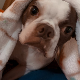 doggie bostonterrier puppy colddog blanket cold snuggles cutie