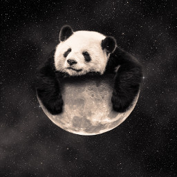 panda moon space freetoedit