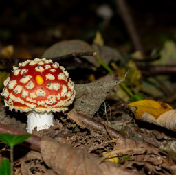 photography myphoto mushroom fungus forest woods scenery freetoedit