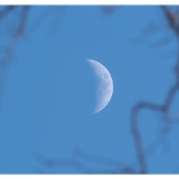 moon blue branches framedpicture freetoedit