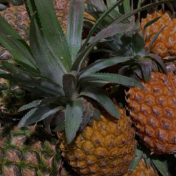 freetoedit tropical ananas fruit pineapple background