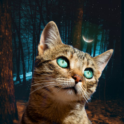 backgrounds background cat cats moon luna forest night mysteriouseye trees vibes madewithpicsart heypicsart freetoedit