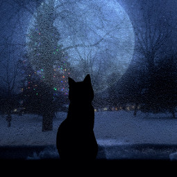 freetoedit tree trees moon night christmas christmastree cat blavk hudson