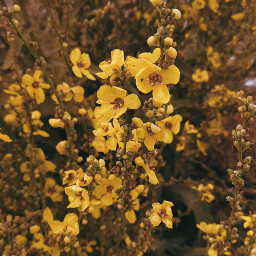 yellow yellowflower jaune jaunatre yellowlover plants tree massif leaves sparkle bright nature naturelover photograph liveurlife remixit freetoedit picsart lebanon
