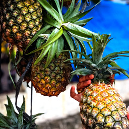 freetoedit pineapple tropical ananas fruit carry holding beauty nature photography portrait picsarteffects fantasy magical stardust pattern