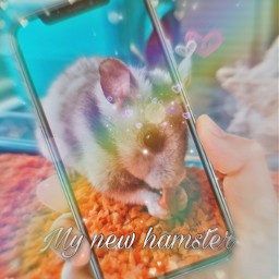 freetoedit hamster pet animal cute adorable