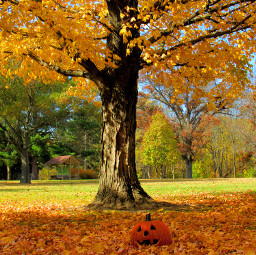 freetoedit autumn autumnvibes fallleaves october pumpkins fall fallaesthetic carvedpumpkin jackolantern pumkin orange yellow green nature park