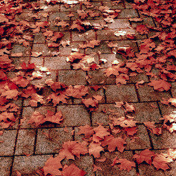 myfavseason autumn autumnvibes autumncolors leaves fall fallcolors background backgrounds freetoedit