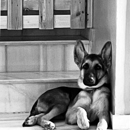 dogs dog perro pastoraleman cachorro bnw_captures no_sinelmar_fotos no_sinelmar_bnw pcblackandwhitephotography blackandwhitephotography