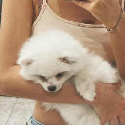 freetoedit puppy dog furry wolf bear boo orso puppylove puppies small cute cutie white whitedog love