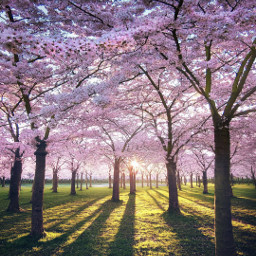 blossom park
