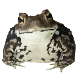 frog frogs froggy froggies phrog toad toads brownfrog frogcore goblincore goblincoreaesthetic cottagecore cottagegore cute brownaesthetic freetoedit