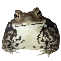 frog frogs froggy froggies phrog toad toads brownfrog frogcore goblincore goblincoreaesthetic cottagecore cottagegore cute brownaesthetic freetoedit