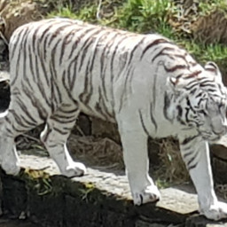 tiger local pcwhiteisee whiteisee