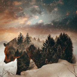 bear animal winter withpicsart freetoedit