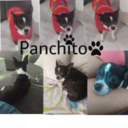 panchito mascota freetoedit