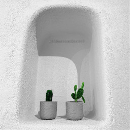 nature minimalism minimalist cactus gree gogreen myedit myphoto donotsteal voguecover floral garden negativespace simplicity donotstealmyshit art naturethroughmyeyes aest whiteandblack