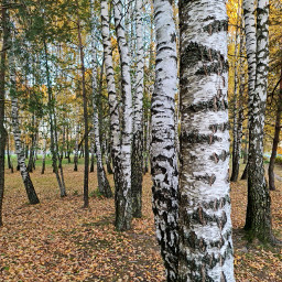 autumn birchwood autumncolors nature naturephotography autumntime naturelover myheartinshots naturesbeauty beautifulnature background freetoedit