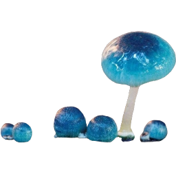mushroom mushrooms mushroomcore mystic aesthetic glowinthedark blue forest ceruleanblue shiny nature goblincore slimy bluemushroom bluemushrooms