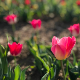myphoto shotonipone nature spring tulips flowers blossom italy easter pasqua