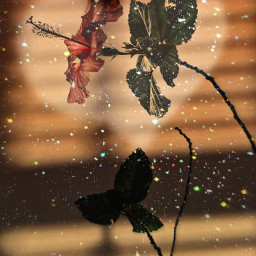 edihua love flower window bling✨ leaf sun red green pink heart freetoedit bling