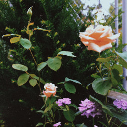 flowers roses garden july freetoedit