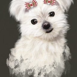 animal wallpaper dog perro puppy